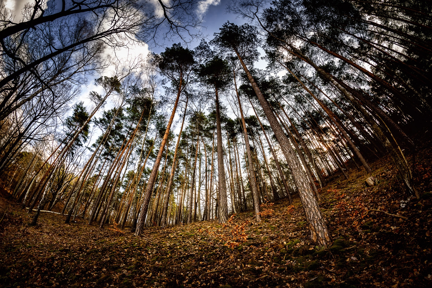 Wald mit Fisheye Thomas Bechtle Fotograf