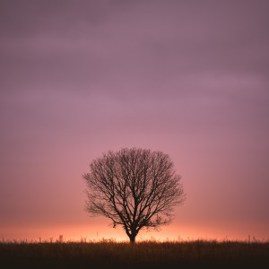 Sonnenaufgang-Baum-Thomas_Bechtle_Fotograf