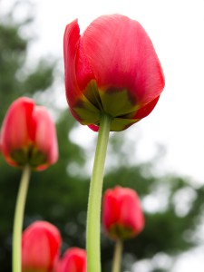 natürliches - 1 - Thomas_Bechtle_Fotograf