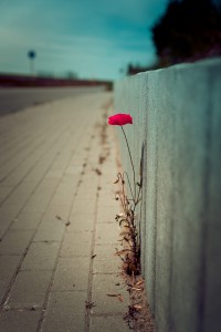 natürliches - 4 - Thomas_Bechtle_Fotograf