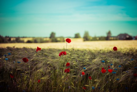 natürliches - 5 - Thomas_Bechtle_Fotograf