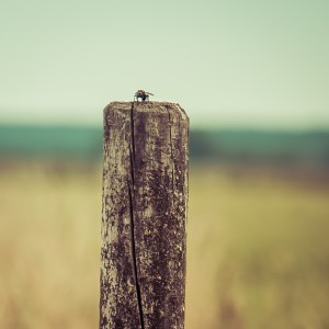 natürliches - 6 - Thomas_Bechtle_Fotograf