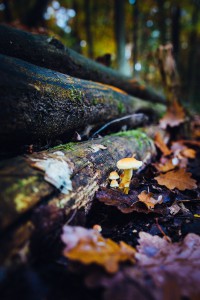 natürliches - 10 - Thomas_Bechtle_Fotograf