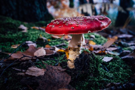 natürliches - 11 - Thomas_Bechtle_Fotograf