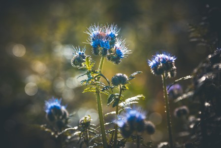 natürliches - 12 - Thomas_Bechtle_Fotograf