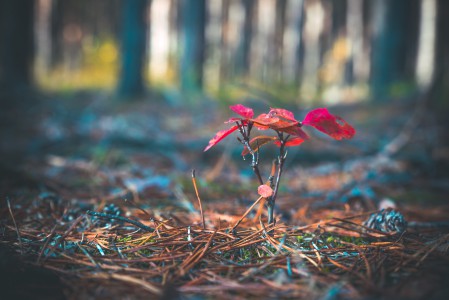 natürliches - 14 - Thomas_Bechtle_Fotograf