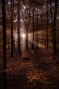 natürliches - 15 - Thomas_Bechtle_Fotograf