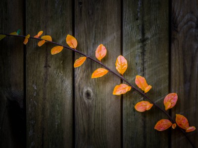 natürliches - 16 - Thomas_Bechtle_Fotograf