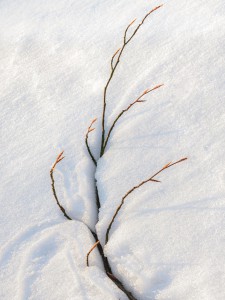 natürliches - 17 - Thomas_Bechtle_Fotograf