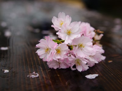 natürliches - 18 - Thomas_Bechtle_Fotograf