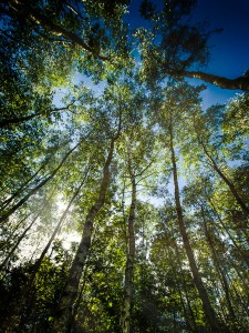 natürliches - 20 - Thomas_Bechtle_Fotograf