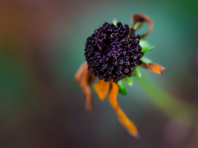 natürliches - 23 - Thomas_Bechtle_Fotograf