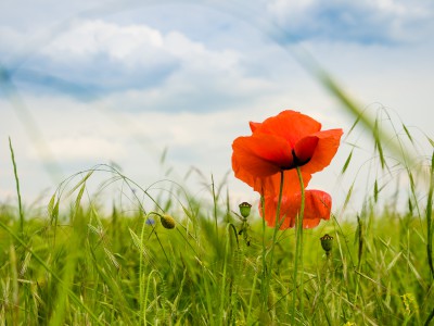 natürliches - 24 - Thomas_Bechtle_Fotograf