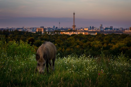 Berlin - Drachenberg - 1 - Thomas_Bechtle_Fotograf